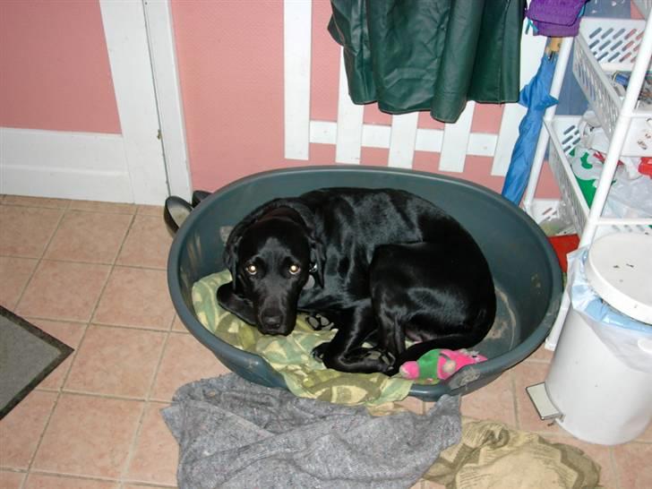 Labrador retriever Balder - Jeg har våde poter så jeg må ikke komme ind. billede 2