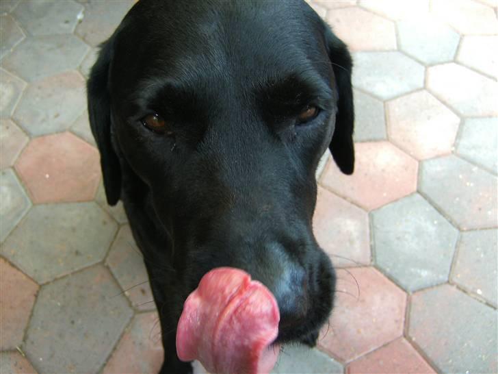 Labrador retriever Balder - Mums.. billede 3