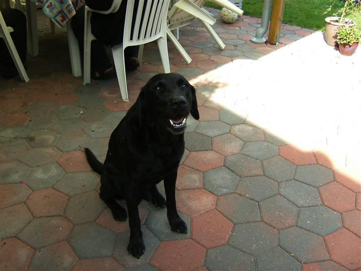 Labrador retriever Balder billede 4