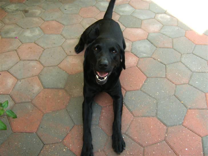 Labrador retriever Balder - jeg er bare sød.. ;P billede 5