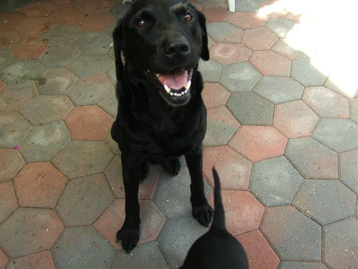 Labrador retriever Balder - Jeg kan godt sidde:) billede 6