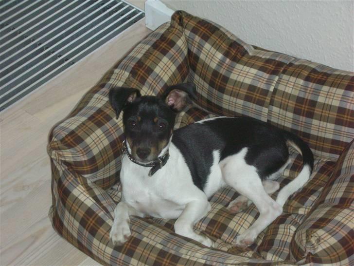 Dansk svensk gaardhund Tego billede 9