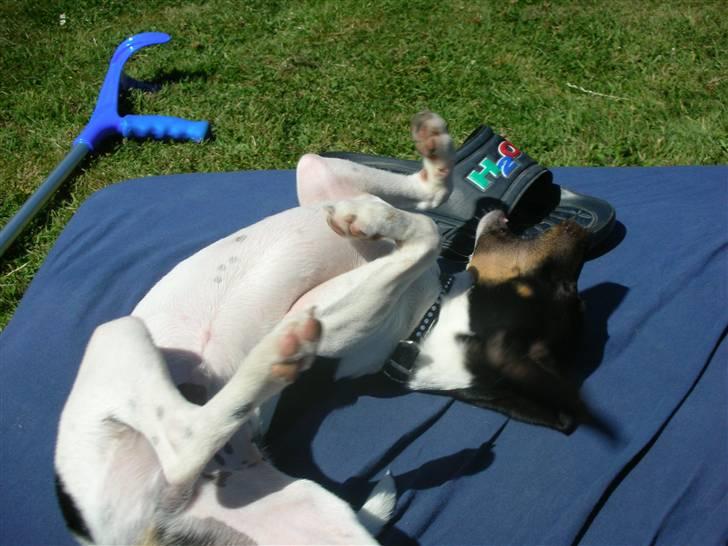 Dansk svensk gaardhund Tego billede 6