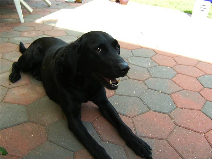 Labrador retriever Balder - ligger og slapper af på fliserne billede 7