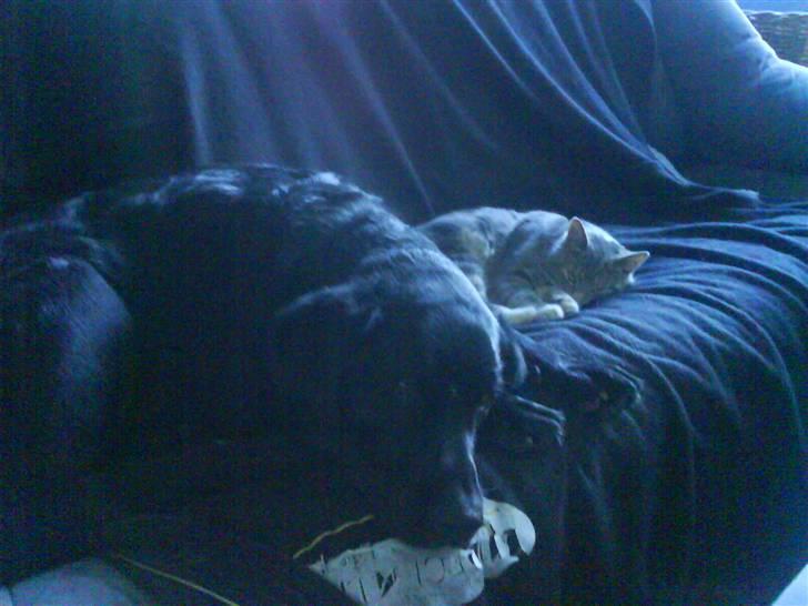 Blanding af racer Siggi billede 8