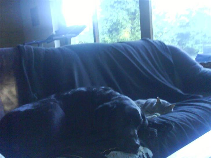 Blanding af racer Siggi billede 9