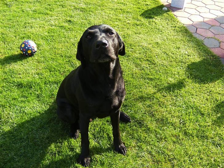 Labrador retriever Balder - Nyder liie solen... billede 8