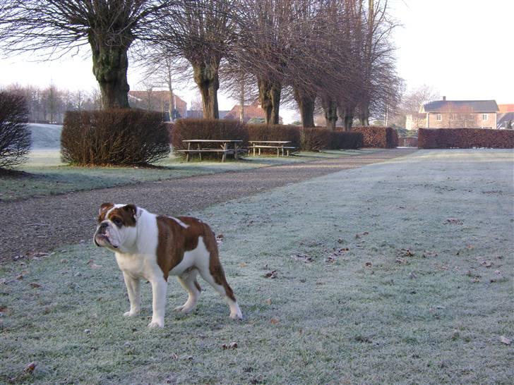 Engelsk bulldog Eddie billede 1