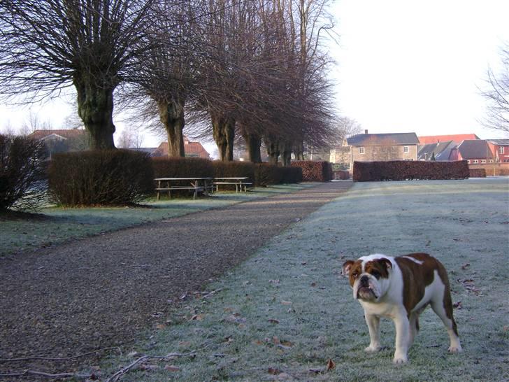 Engelsk bulldog Eddie - sommerhygge på tæppet i haven billede 2