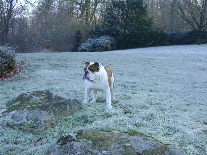 Engelsk bulldog Eddie billede 3