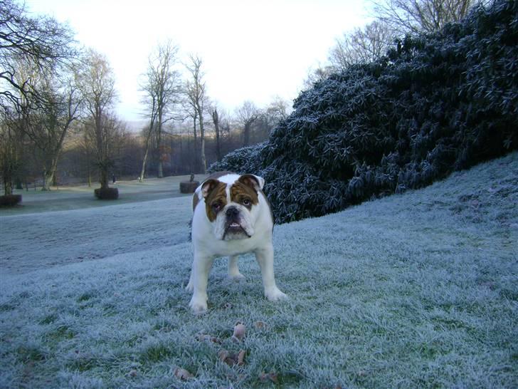 Engelsk bulldog Eddie billede 4