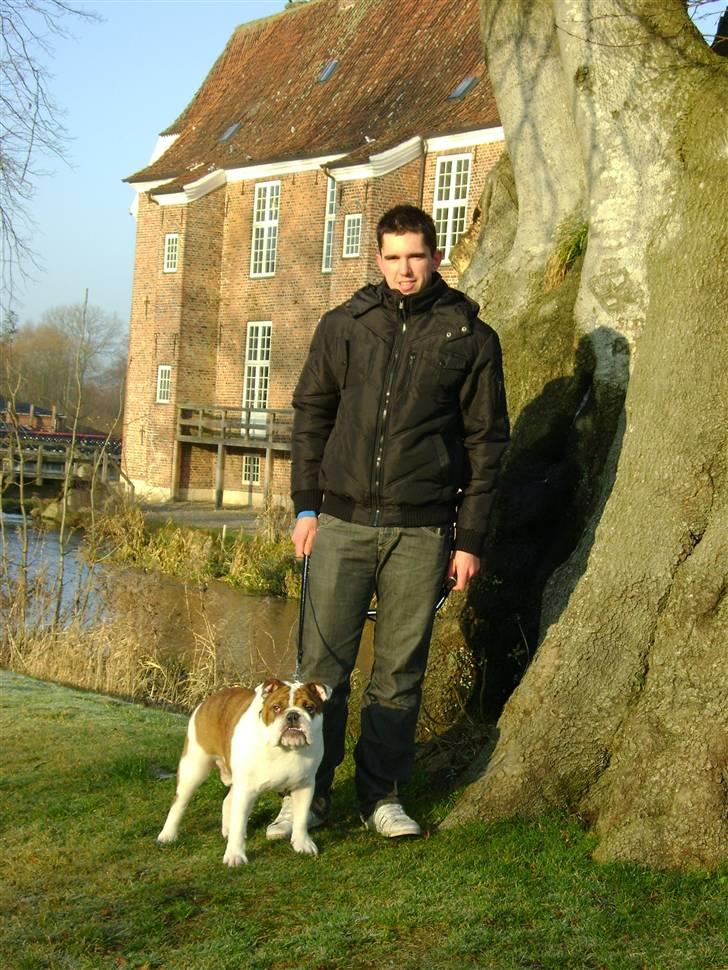 Engelsk bulldog Eddie billede 5