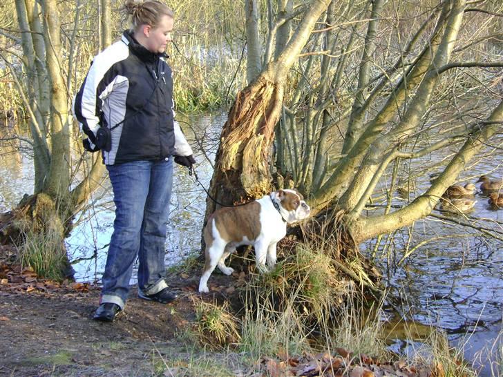 Engelsk bulldog Eddie billede 6