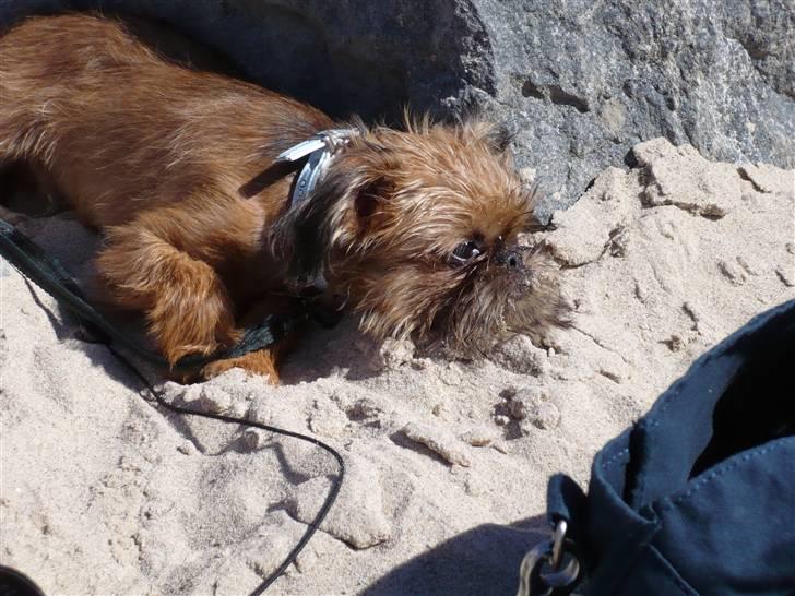 Griffon bruxellois Abu - 16 uger gammel billede 8