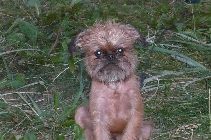 Griffon bruxellois Abu - 16 uger gammel billede 9