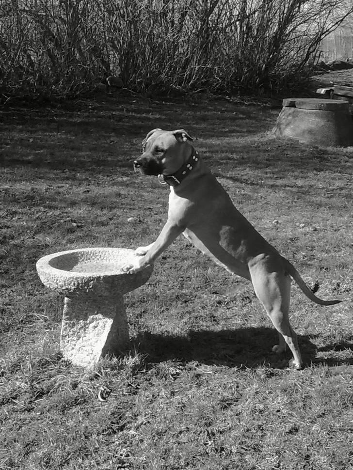 Amerikansk staffordshire terrier Berta - Mor´s prinsesse 10.04.10 billede 1