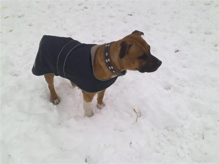 Amerikansk staffordshire terrier Berta billede 2