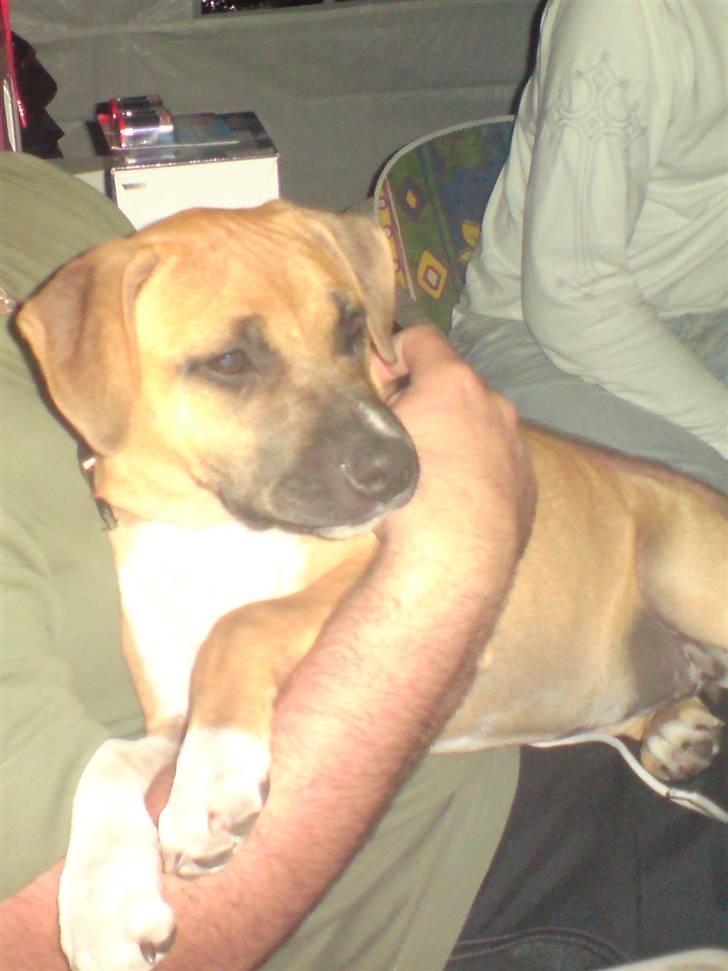 Amerikansk staffordshire terrier Berta billede 3