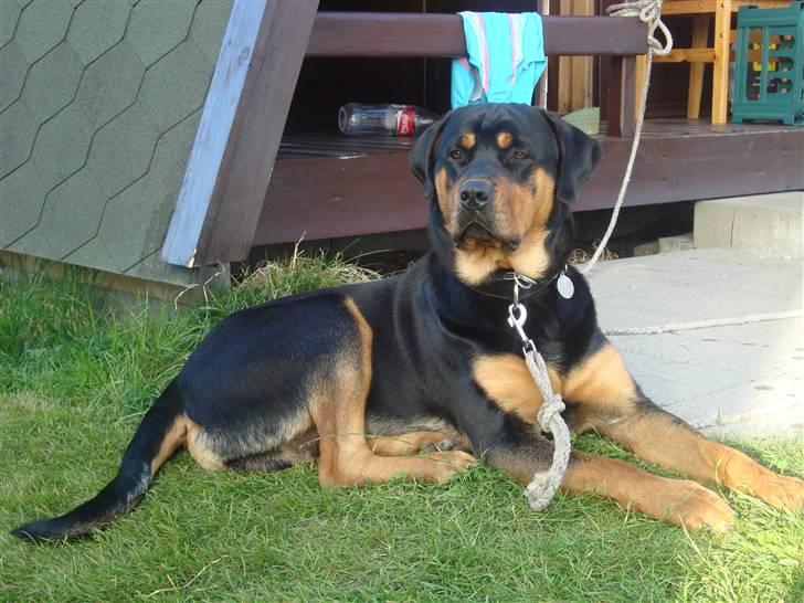 Rottweiler Rambo - død 22.12.08 billede 10