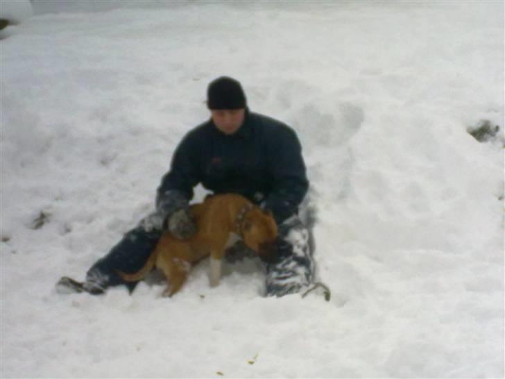 Amerikansk staffordshire terrier Berta billede 4