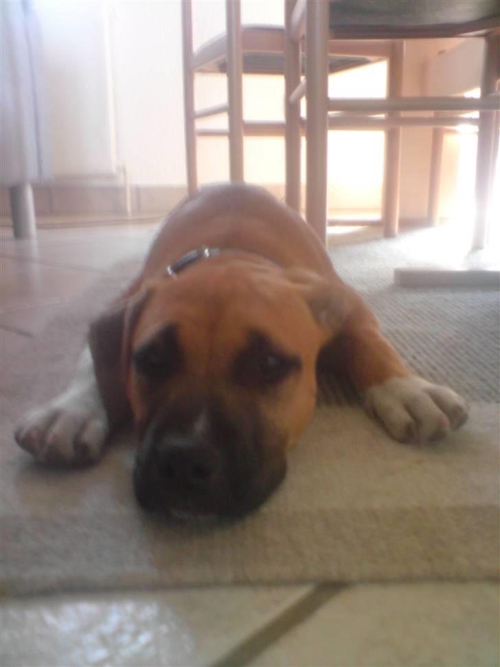 Amerikansk staffordshire terrier Berta billede 5