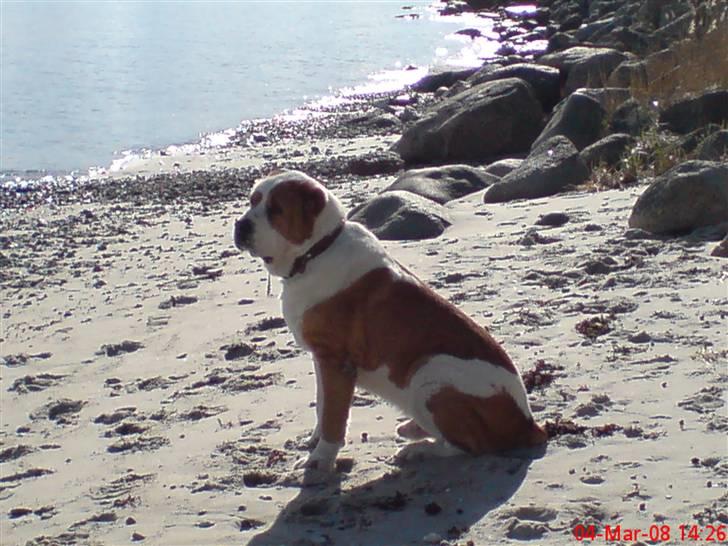 Central asiatisk Ovcharka R.I.P.GOLIAT LOVE YOU FOR - igen kikker goliat ud over vandet. han elsker havet og skoven. billede 7