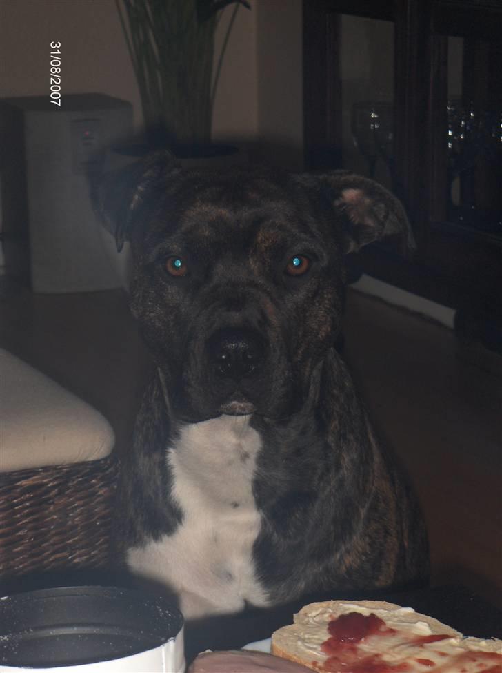 Blanding af racer Bezz billede 1