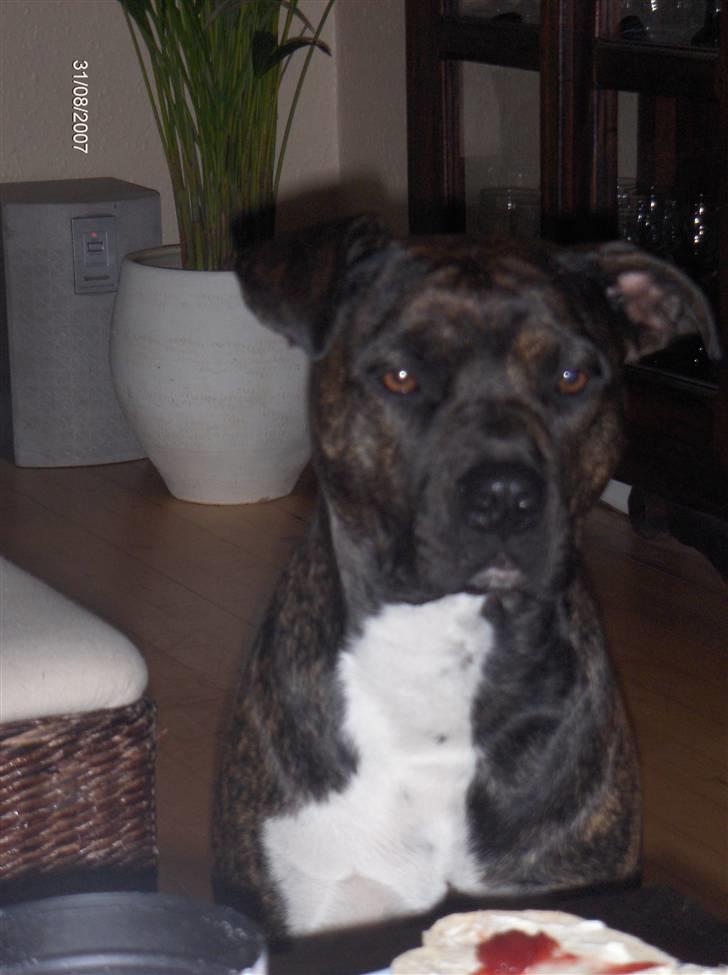 Blanding af racer Bezz billede 2