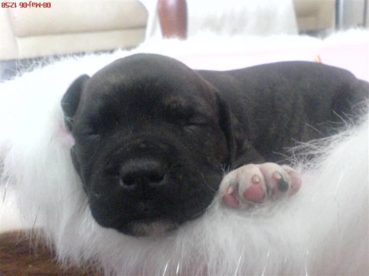 Blanding af racer Bezz billede 3