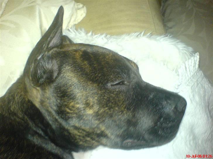 Blanding af racer Bezz billede 4