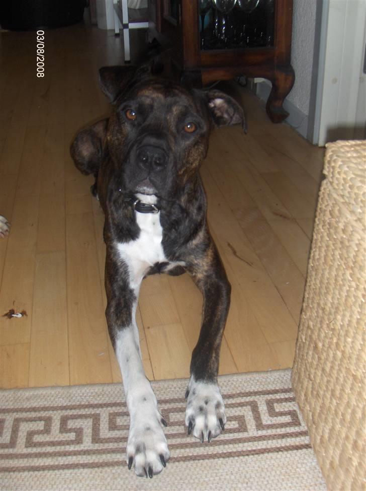 Blanding af racer Bezz billede 5