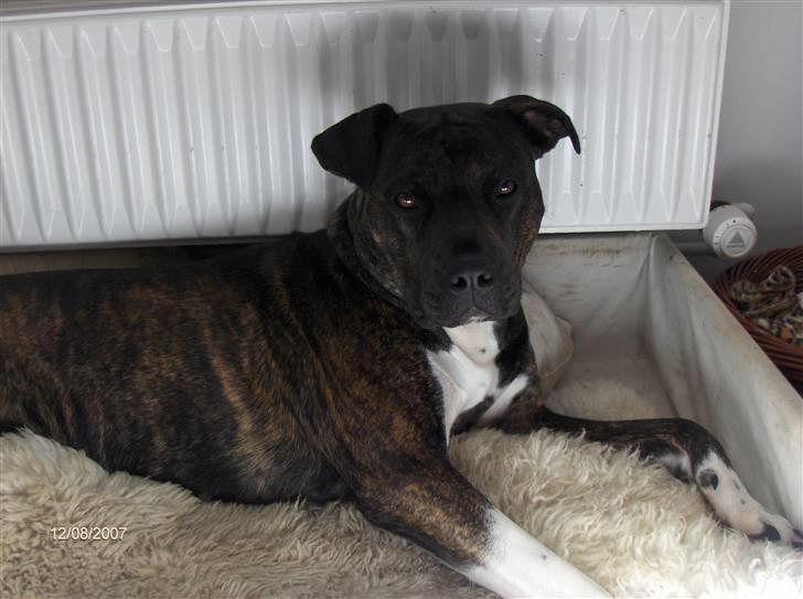 Blanding af racer Bezz billede 6