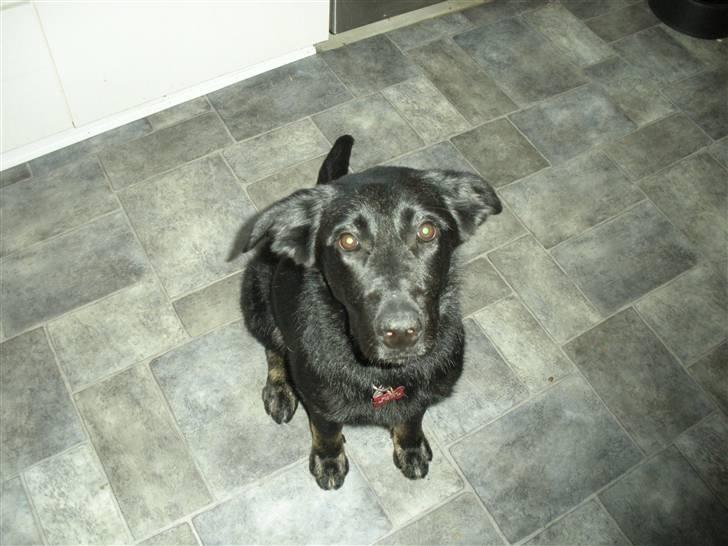 Blanding af racer Bianca billede 1