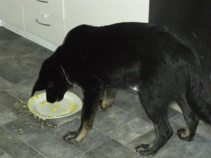 Blanding af racer Bianca billede 2