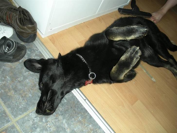 Blanding af racer Bianca billede 3