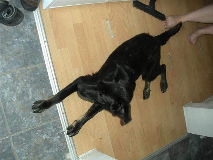 Blanding af racer Bianca billede 4