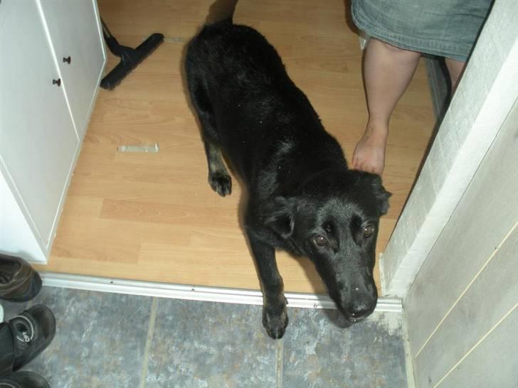 Blanding af racer Bianca billede 6