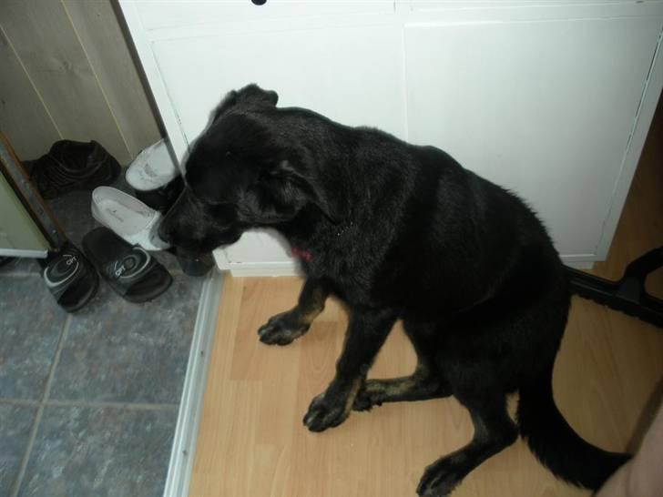 Blanding af racer Bianca billede 7