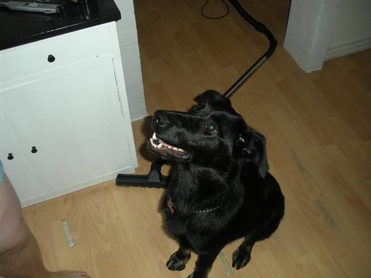 Blanding af racer Bianca billede 8