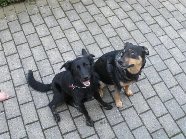 Blanding af racer Bianca billede 9