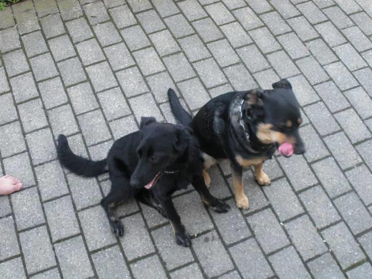 Blanding af racer Bianca billede 10