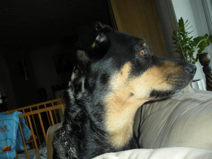 Blanding af racer bella billede 12