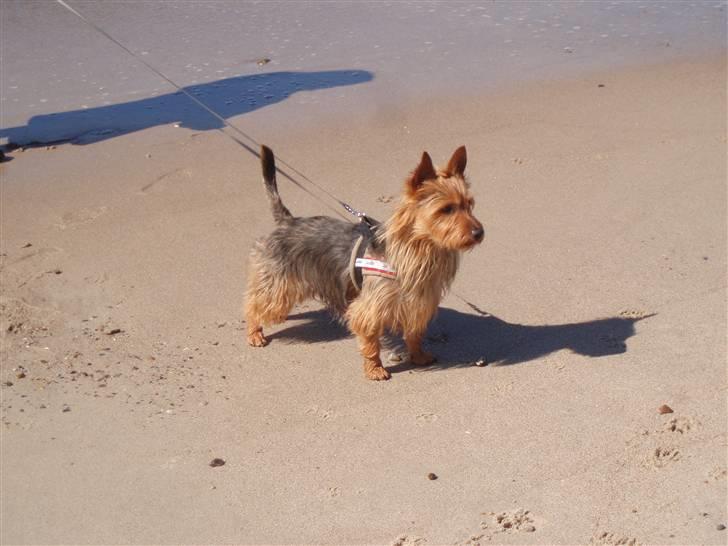 Australsk terrier Bastian & Terry - Bastian på strandtur billede 7