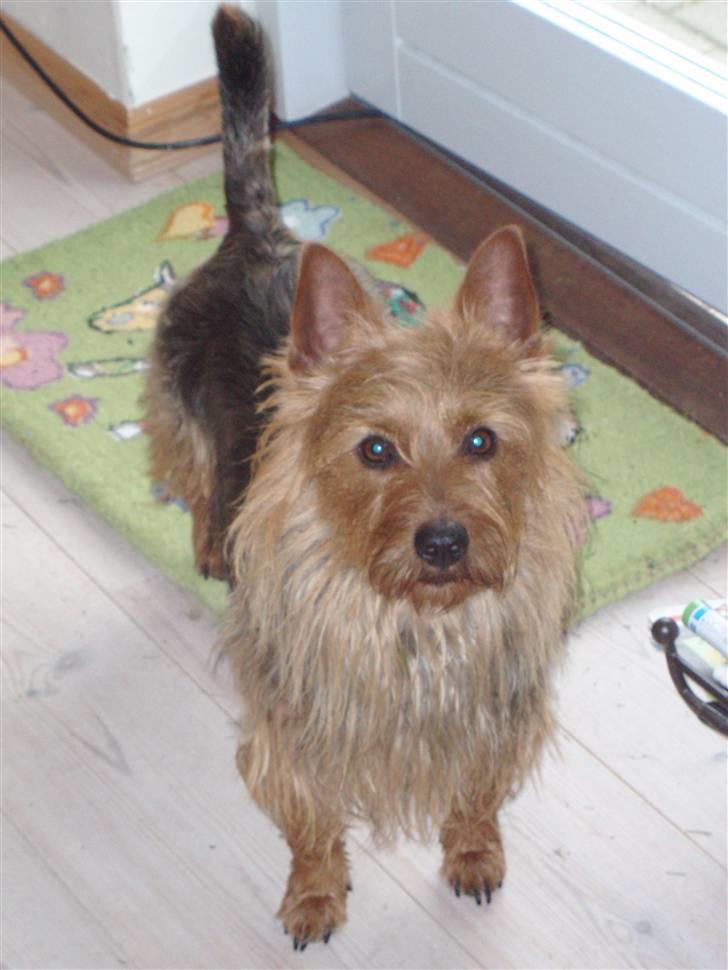 Australsk terrier Bastian & Terry - Bastian på vej i haven billede 8