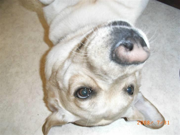 Labrador retriever Moro - Moro er altid med på en leg! Hvordan kan man andet end elske ham?! <3<3 billede 10