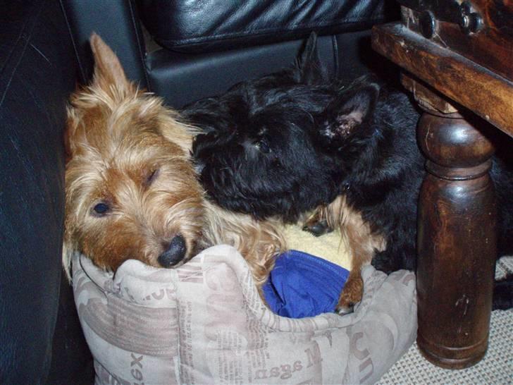 Australsk terrier Bastian & Terry - Bastian kravlet i Murphys kurv, men Murphy vil stadig ikke lade Bastian få fred... billede 9