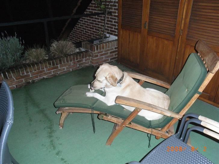 Labrador retriever Moro - Her har han snuppet sit kødben og lagt sig op i en liggestol!! billede 11