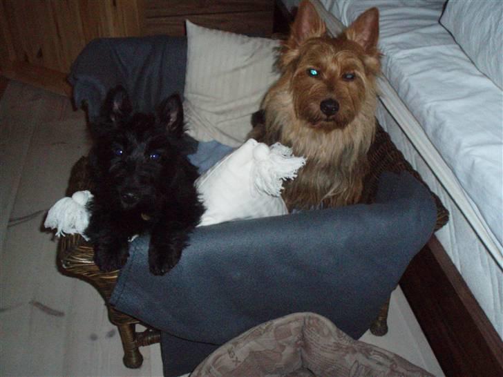 Australsk terrier Bastian & Terry - Bastian & Murphy på vej i seng....Zzzzz billede 10