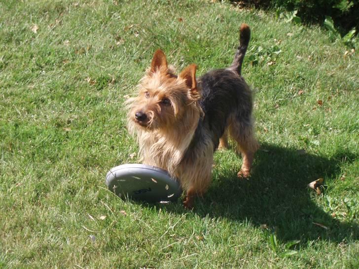 Australsk terrier Bastian & Terry - Skal vi lege... billede 11