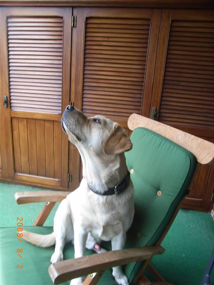 Labrador retriever Moro - Hvad mon han har fået øje på? Sikkert noget spændende! billede 12